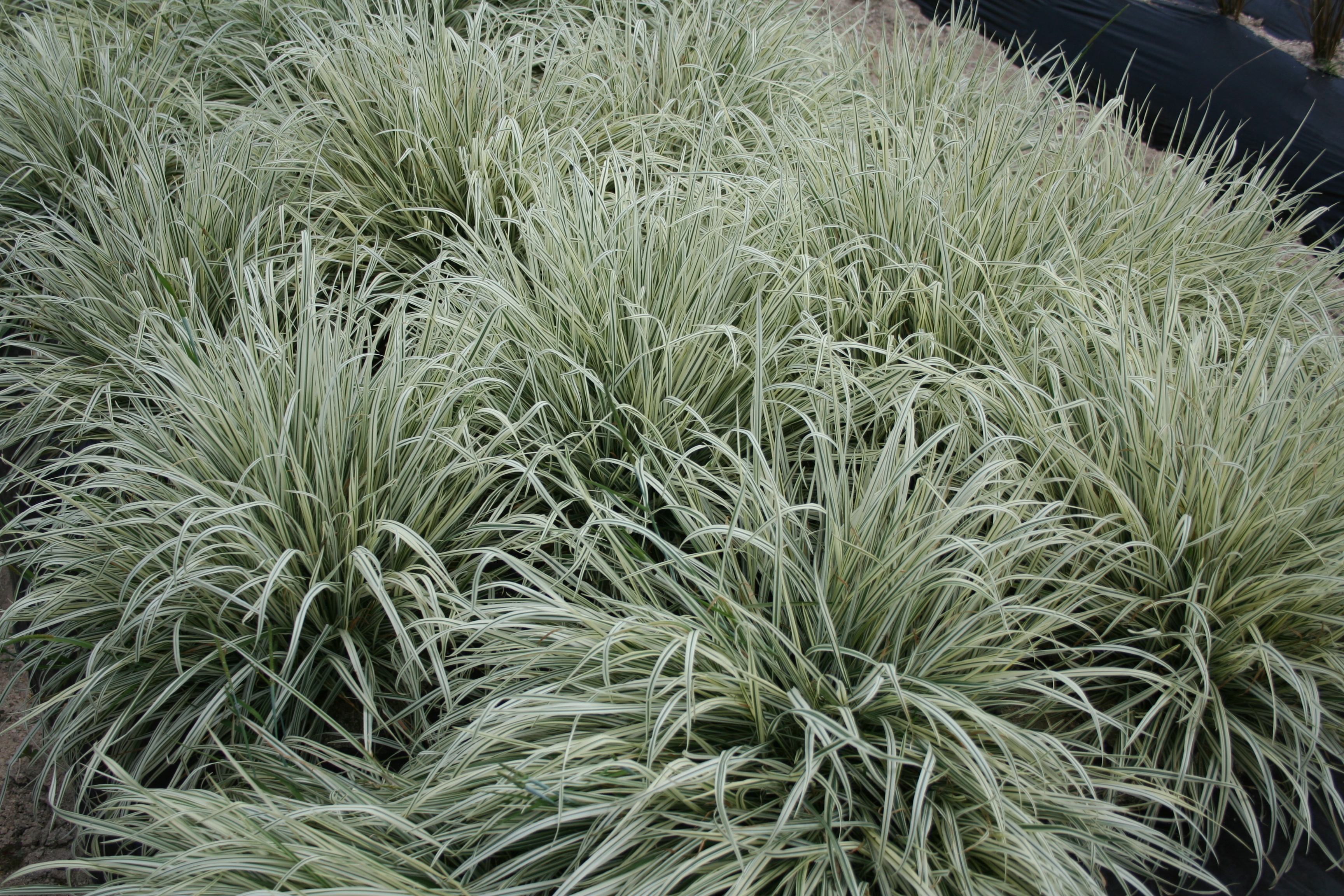 Arrhenatherum elatius subsp. bulbosum 'Variegatum'